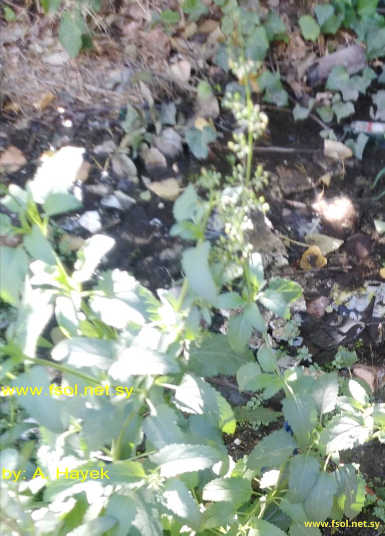 Scrophularia oblongifolia Loisel.